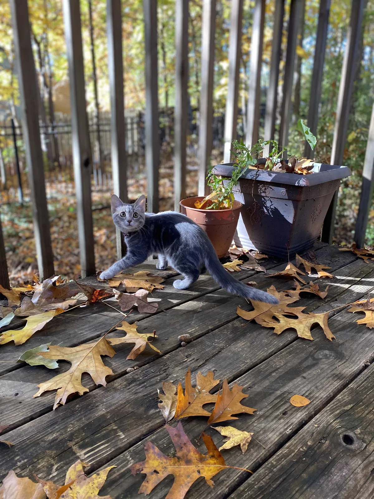 Lost cat in Stone Mountain, GA, 30083