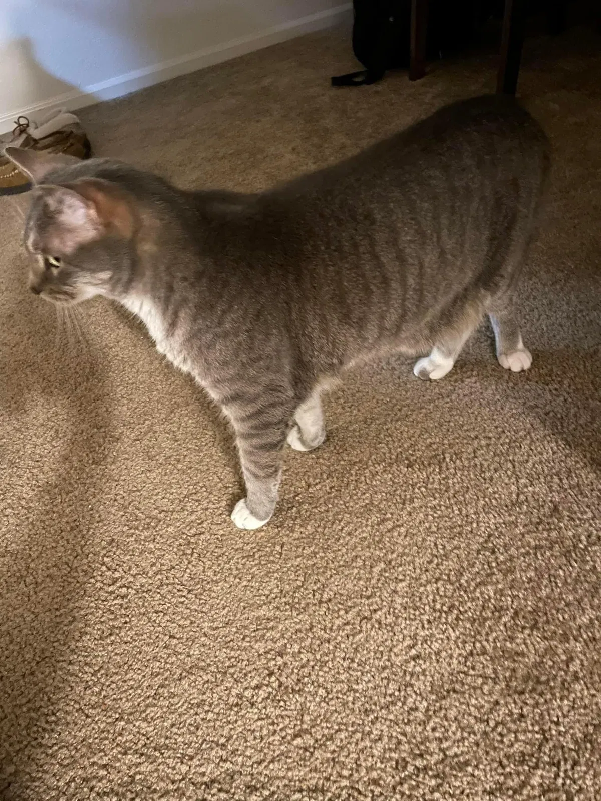 Lost cat in Fort Collins, CO, 80525