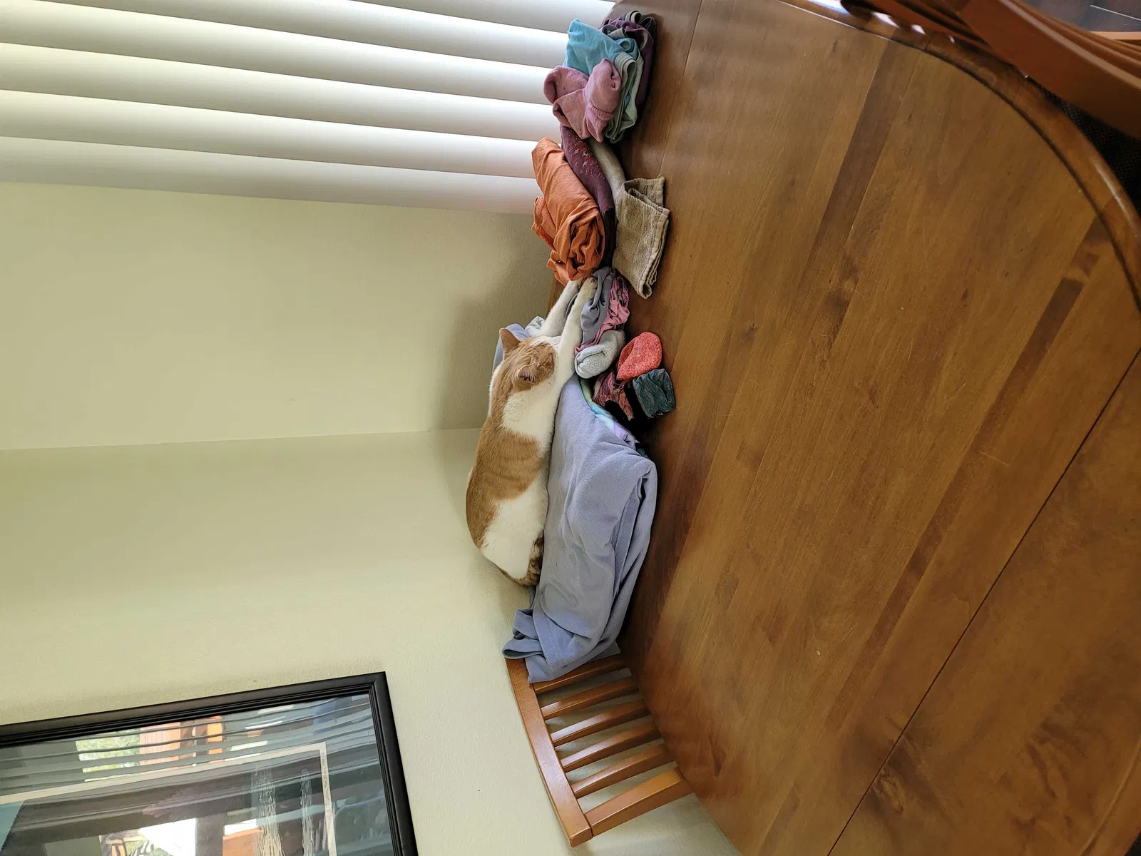 Lost cat in Boise, ID, 83709