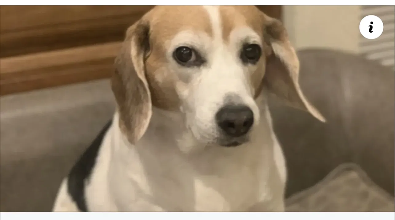 Lost dog in Houston, TX, 77079