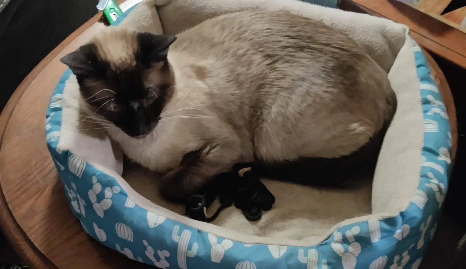 Lost cat in Rio Rancho, NM, 87124
