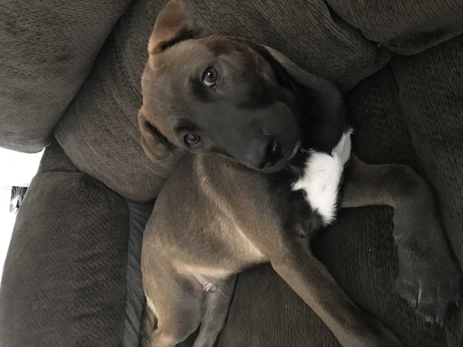 Lost dog in Norfolk, VA, 23523