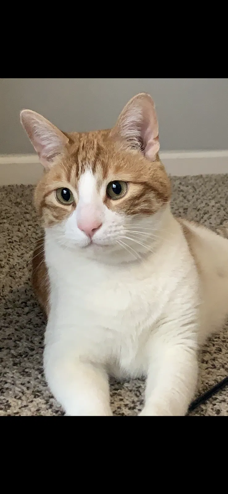 Lost cat in Antioch, TN, 37013