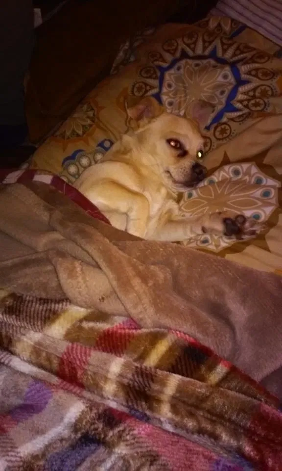Lost dog in Jacksonville, FL, 32206