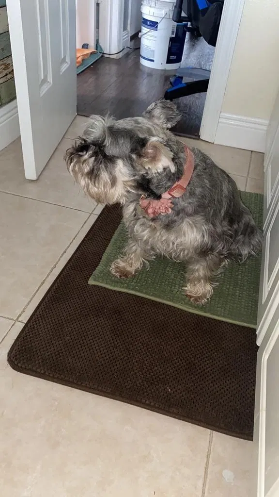 Lost dog in Hialeah, FL, 33010