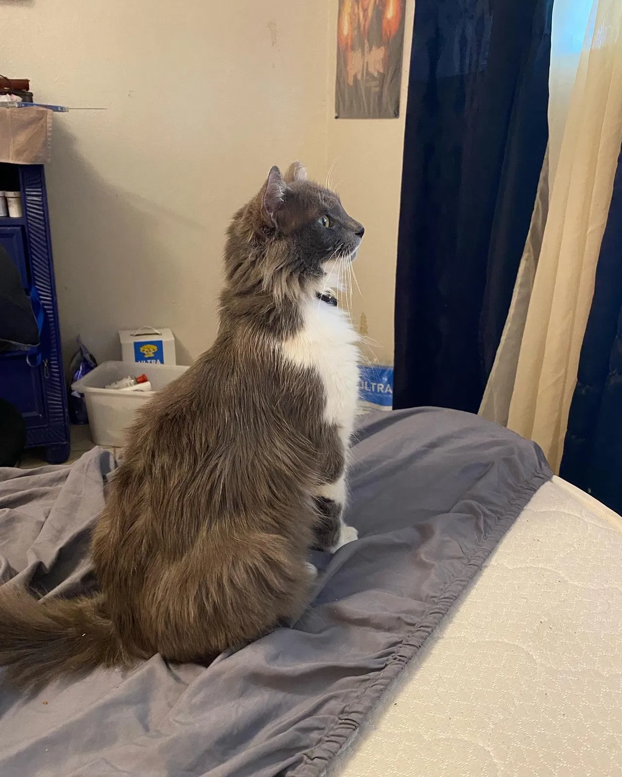Lost cat in Dallas, TX, 75243