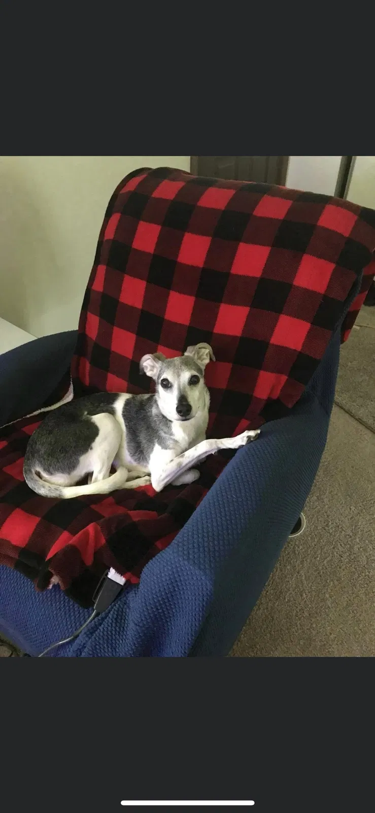Lost dog in Medina, OH, 44256