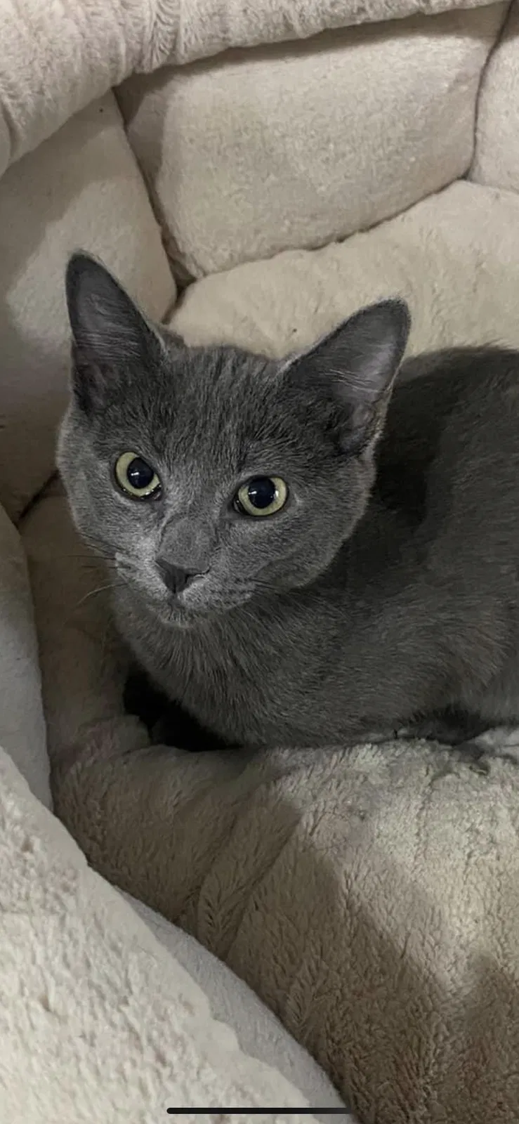 Lost cat in Reisterstown, MD, 21136