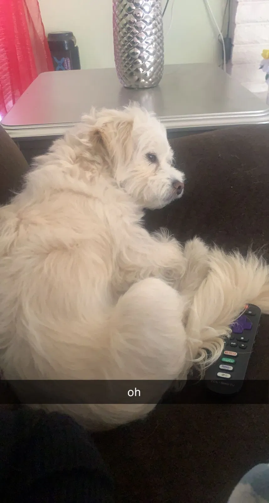 Lost dog in Oxnard, CA, 93030