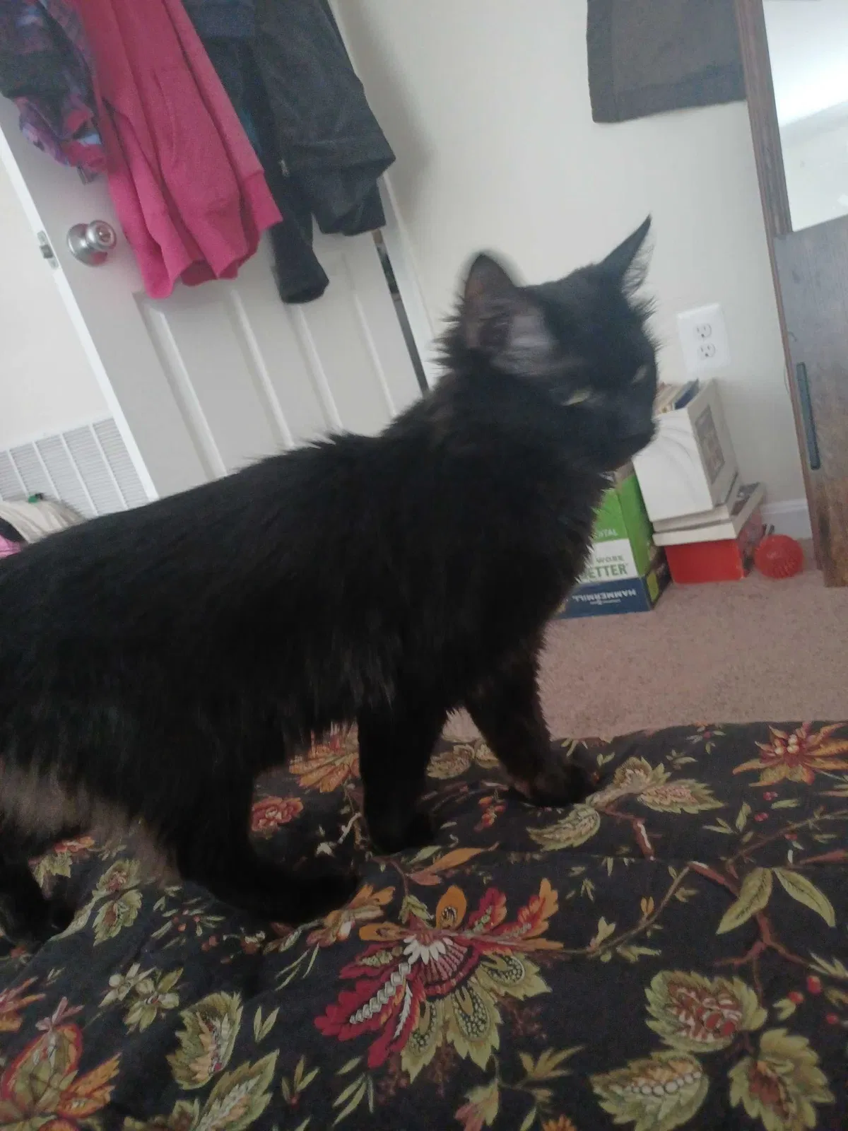 Lost cat in Catonsville, MD, 21228