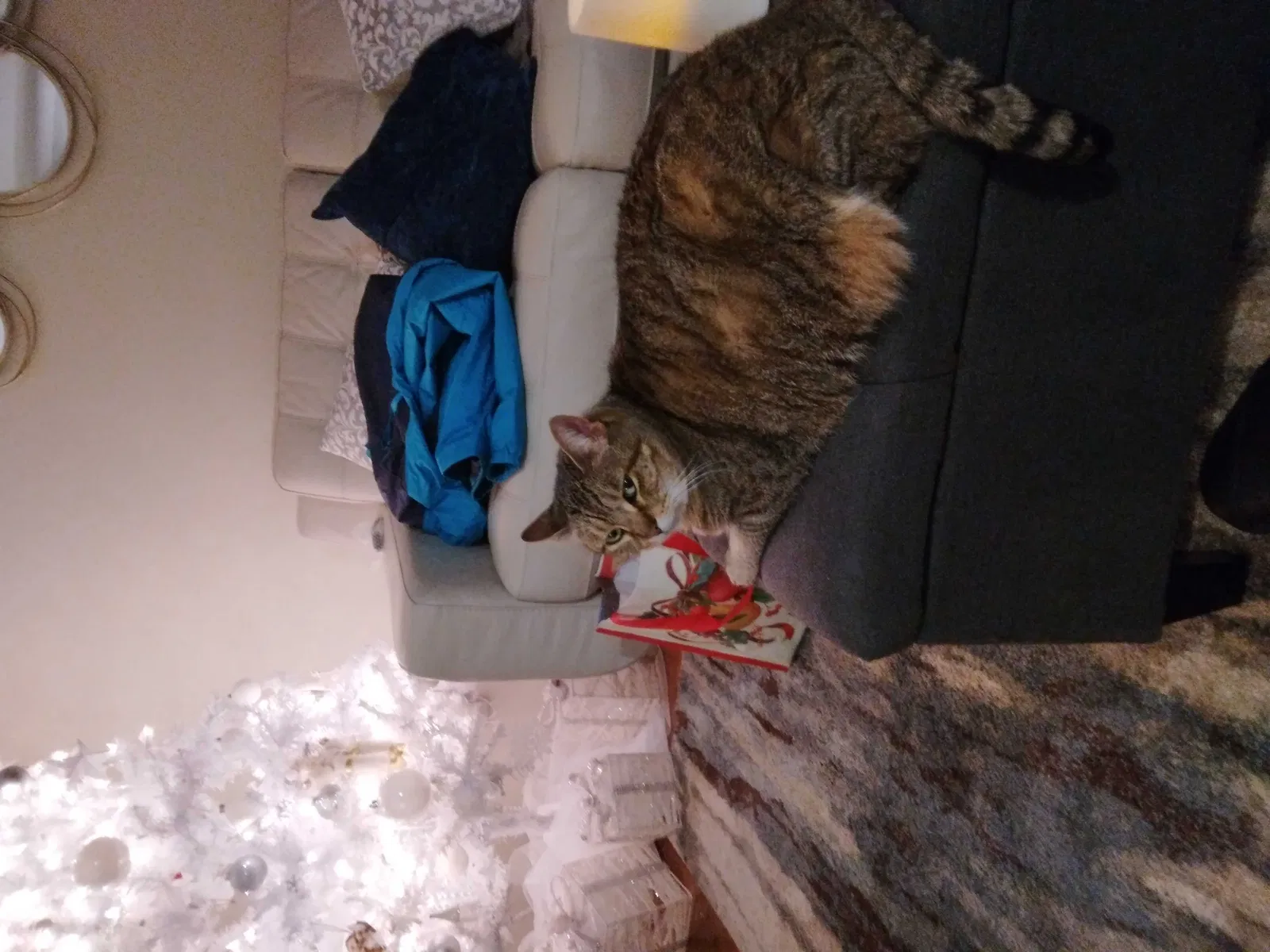 Lost cat in Knoxville, TN, 37919