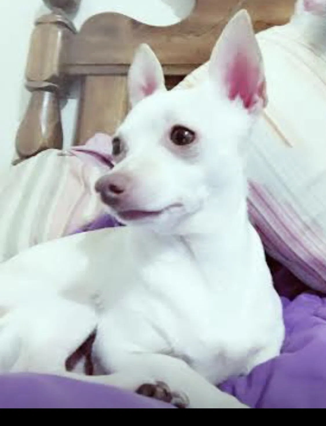 Lost dog in Albuquerque, NM, 87107