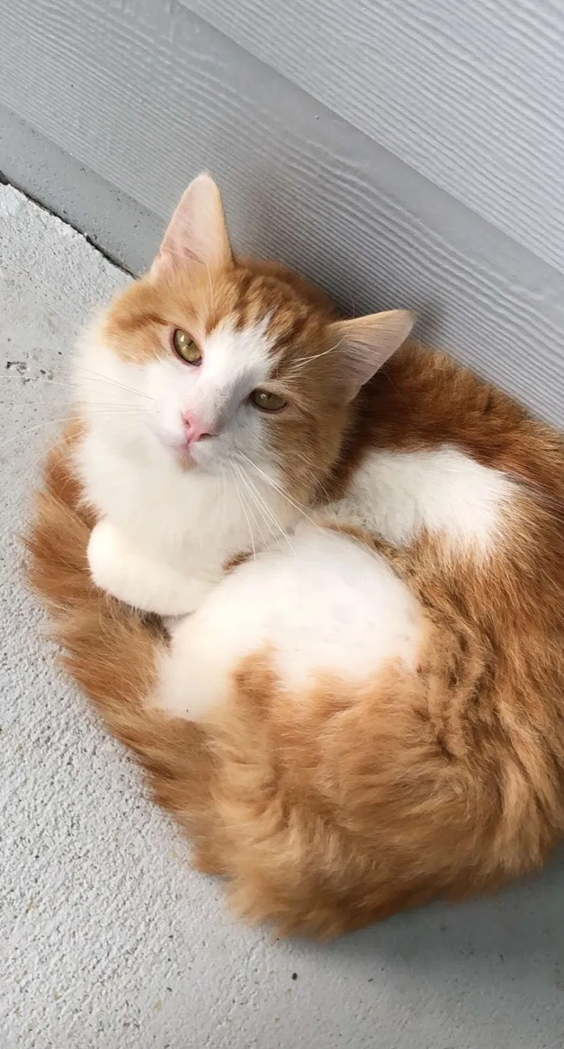 Lost cat in Seminole, FL, 33776
