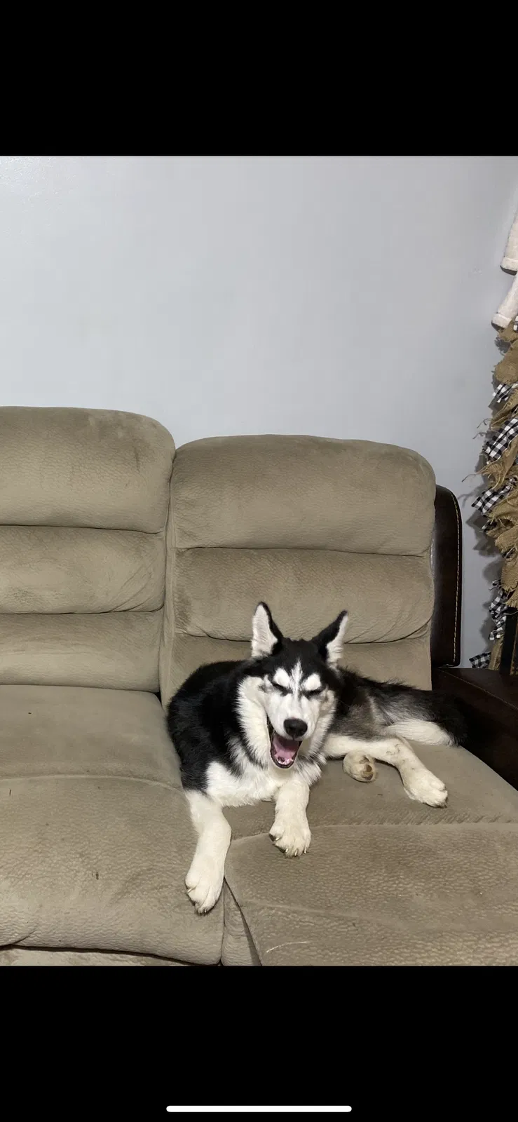 Lost dog in Indianapolis, IN, 46241
