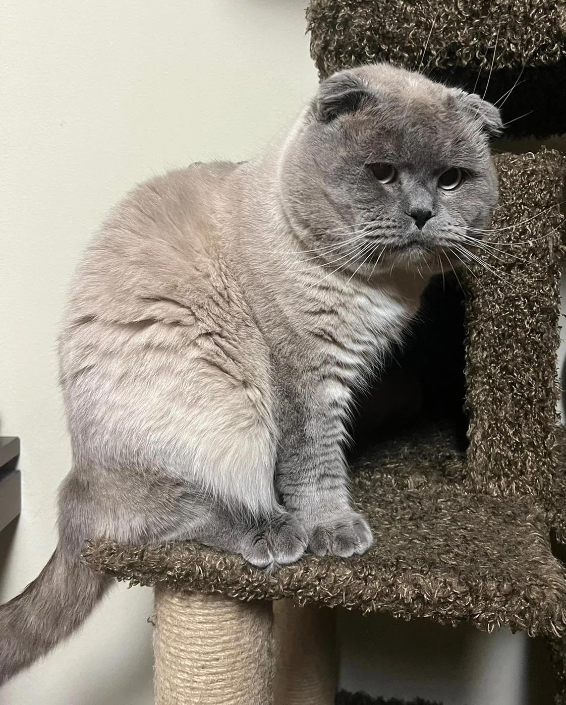 Lost cat in Happy Valley, OR, 97086