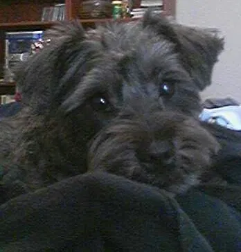 Lost dog in Kansas City, MO, 64158