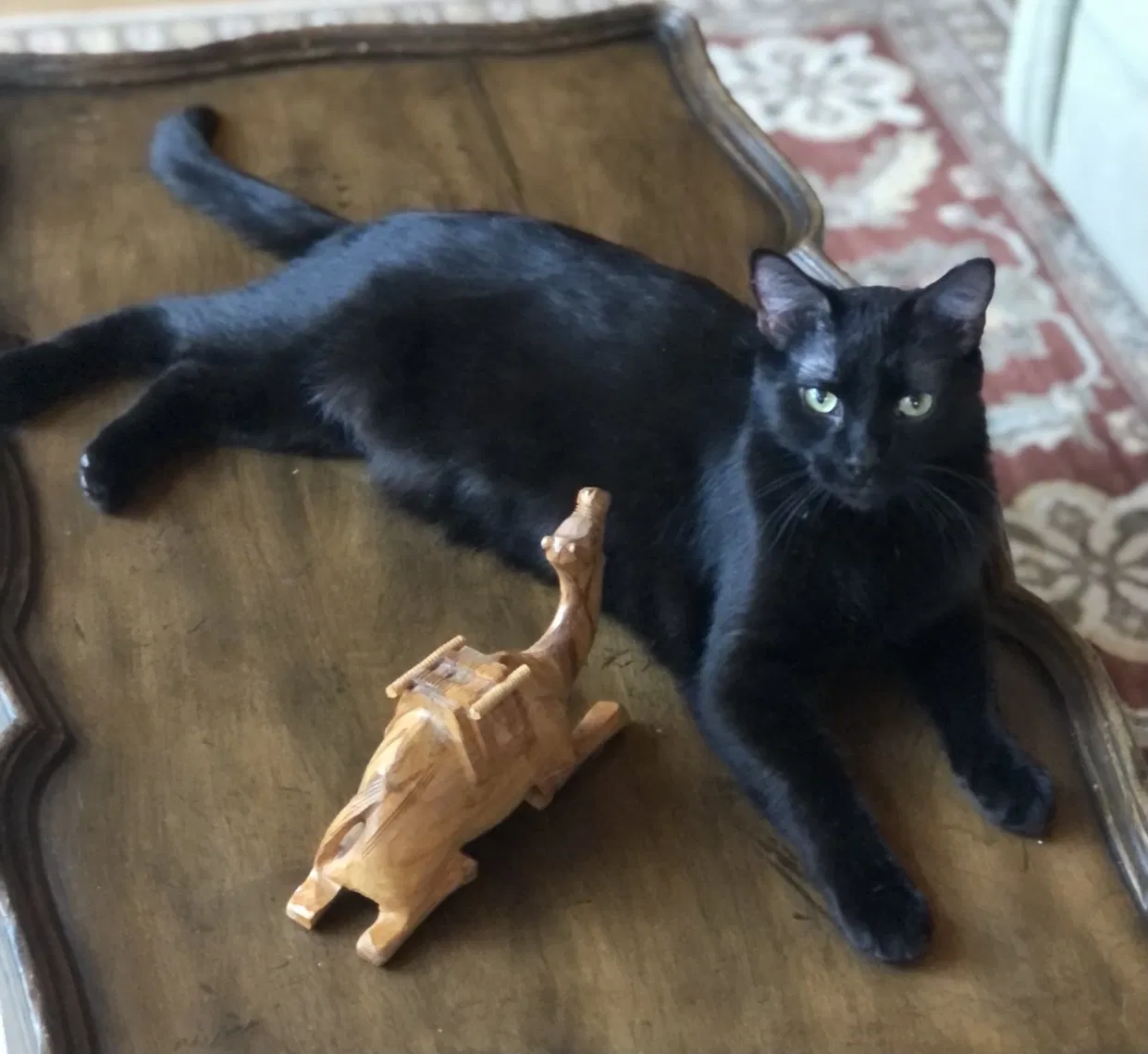 Lost cat in Lacey, WA, 98503