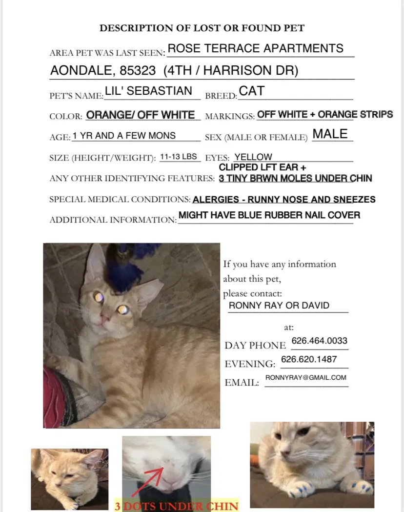 Lost cat in Avondale, AZ, 85323