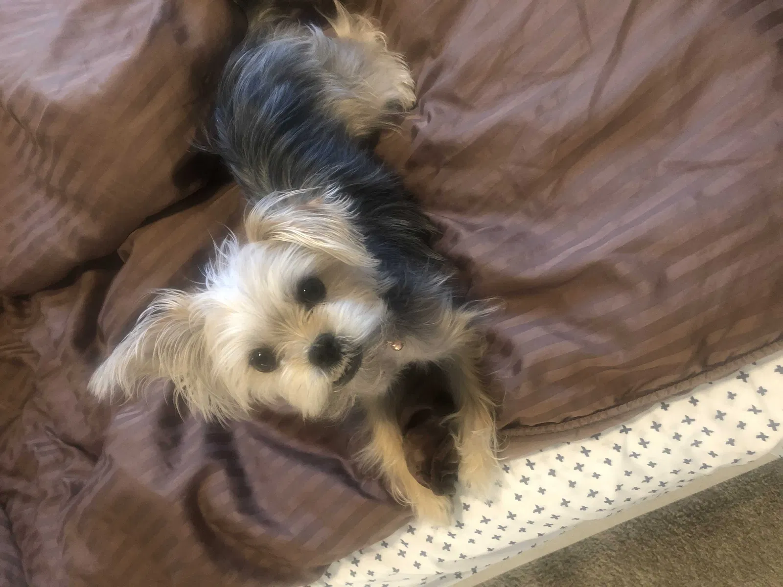 Lost dog in Fort Worth, TX, 76123
