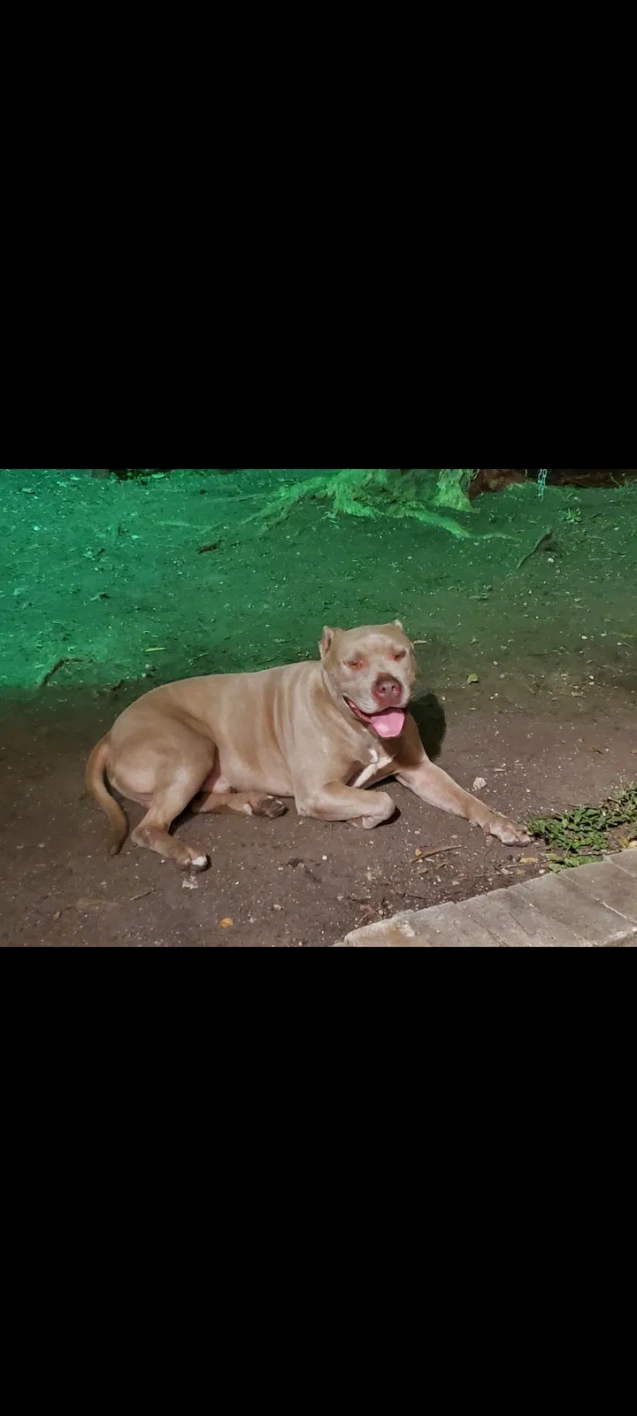 Lost dog in San Antonio, TX, 78202