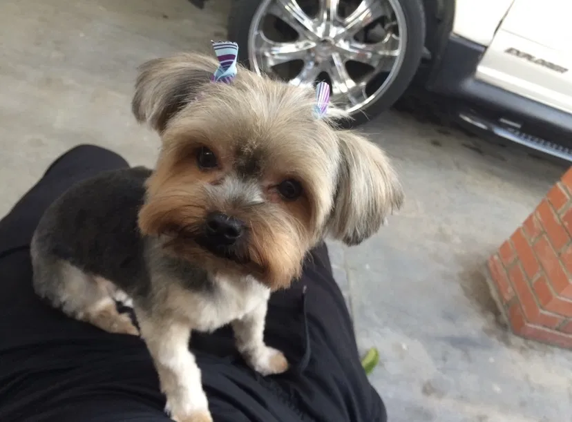 Lost dog in La Puente, CA, 91746