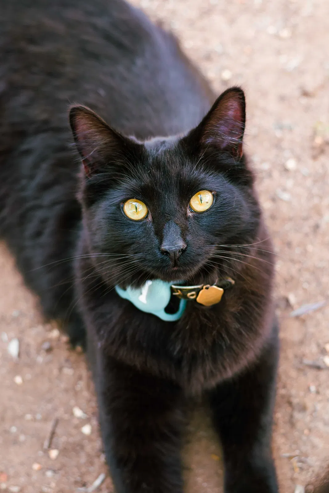 Lost cat in Ramona, CA, 92065