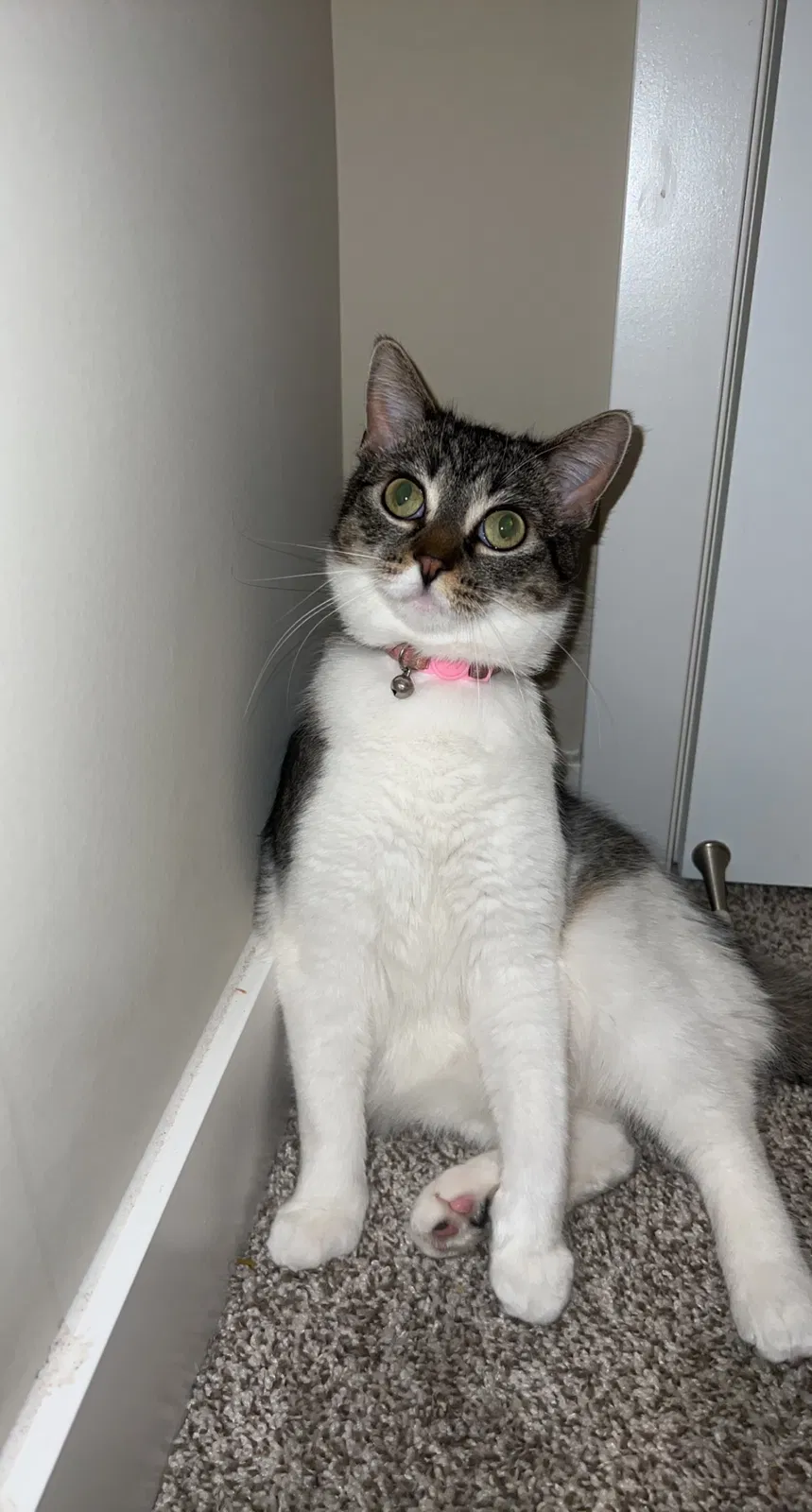 Lost cat in Saint Paul, MN, 55129
