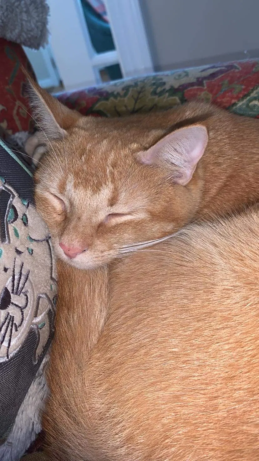 Lost cat in Durham, NC, 27707