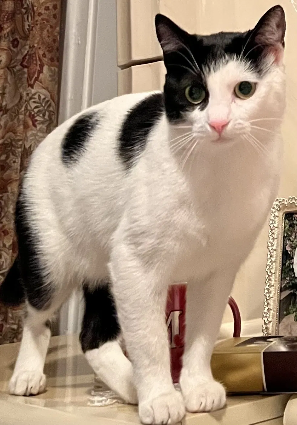 Lost cat in Murrieta, CA, 92563