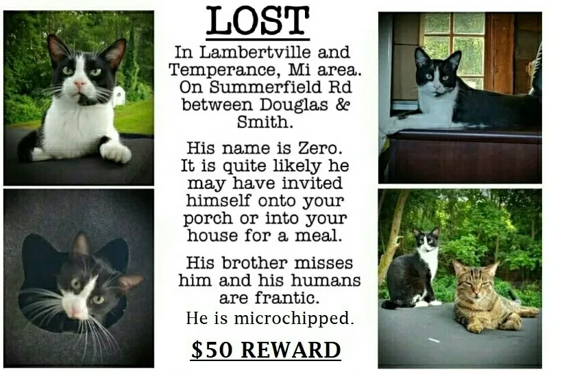 Lost cat in Temperance, MI, 48182