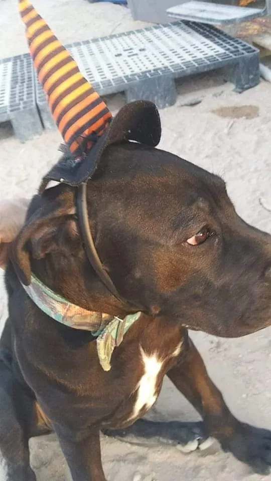 Lost dog in Mesquite, NM, 88048