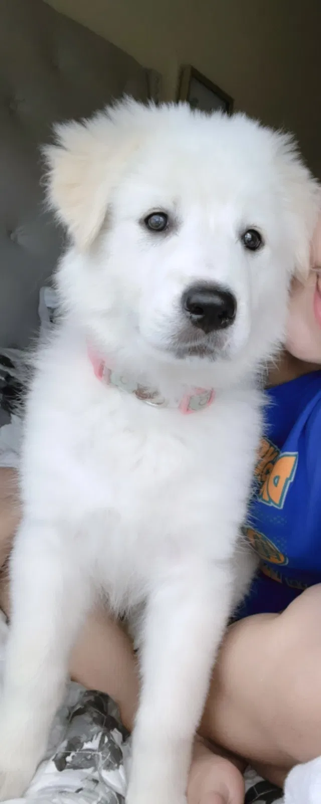 Lost dog in Houston, TX, 77060
