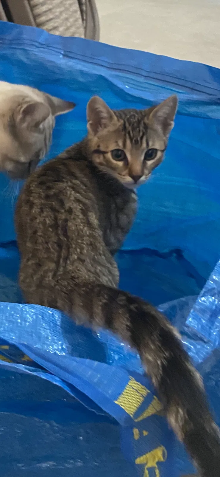 Lost cat in Claremont, CA, 91711