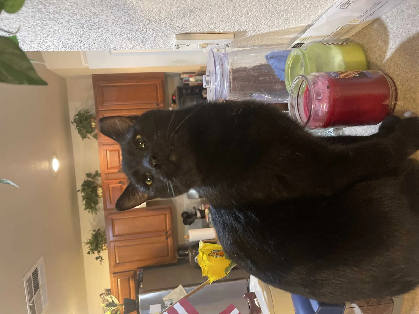 Lost cat in North Las Vegas, NV, 89031