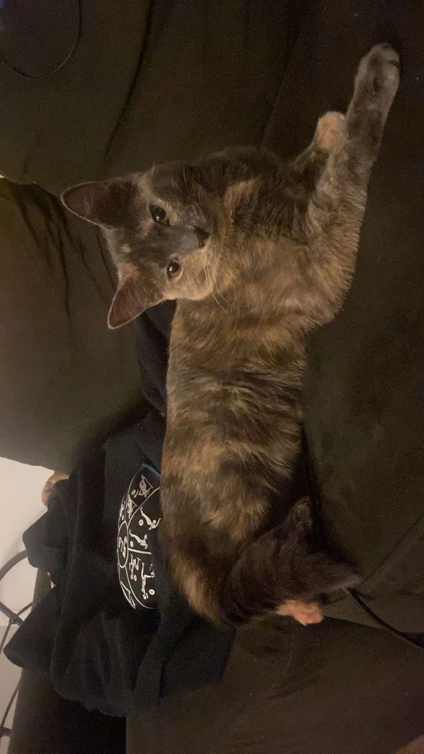 Lost cat in Muncie, IN, 47304