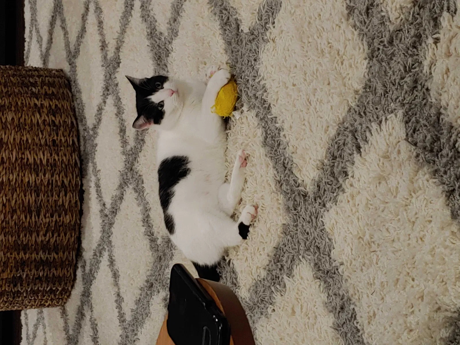 Lost cat in Lorton, VA, 22079