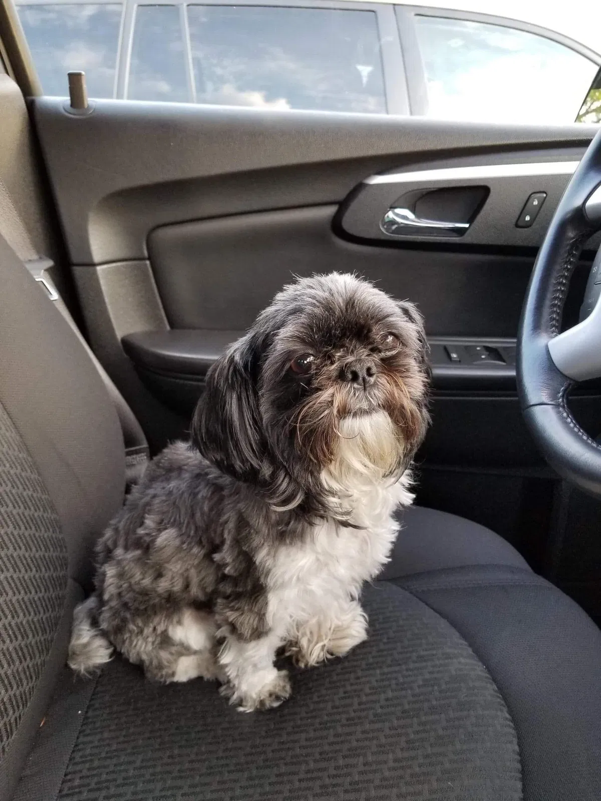 Lost dog in Cicero, IL, 60804
