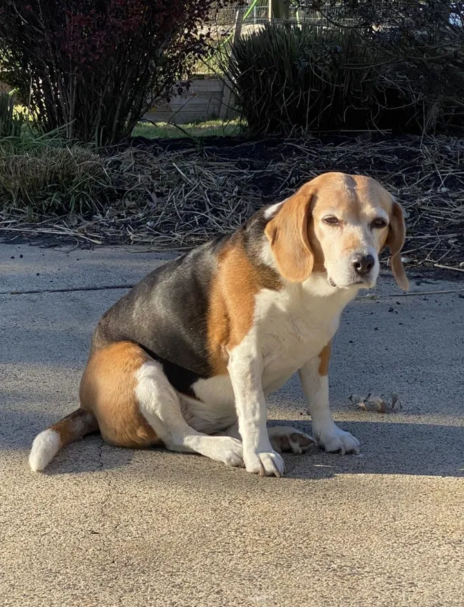 Lost dog in Doylestown, PA, 18902