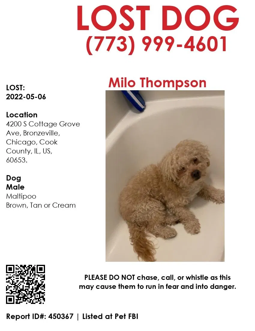 Lost dog in Chicago, IL, 60653
