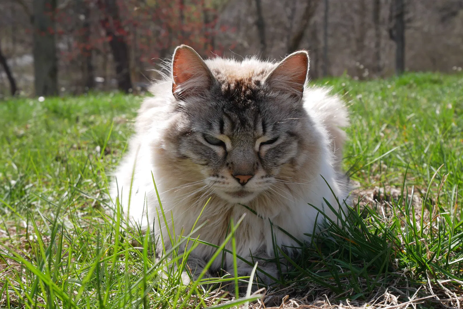 Lost cat in Cortlandt Manor, NY, 10567