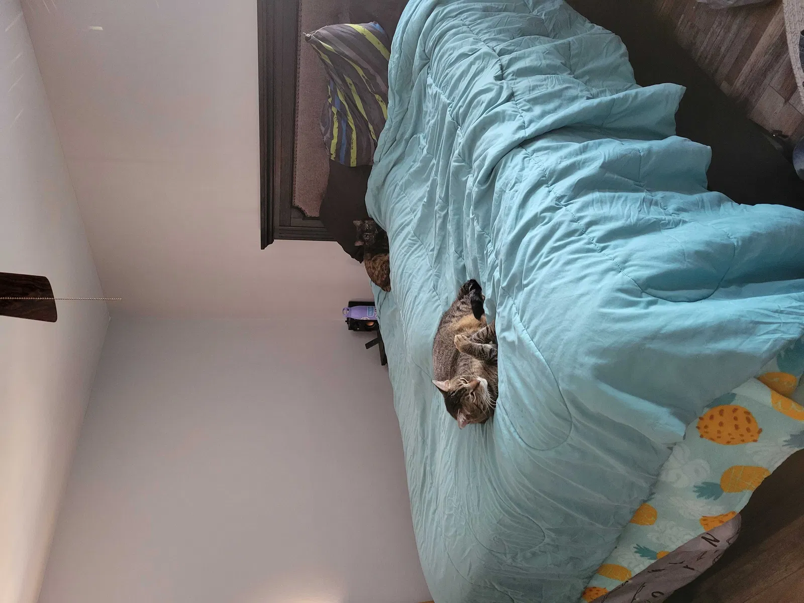Lost cat in Mount Laurel, NJ, 8054