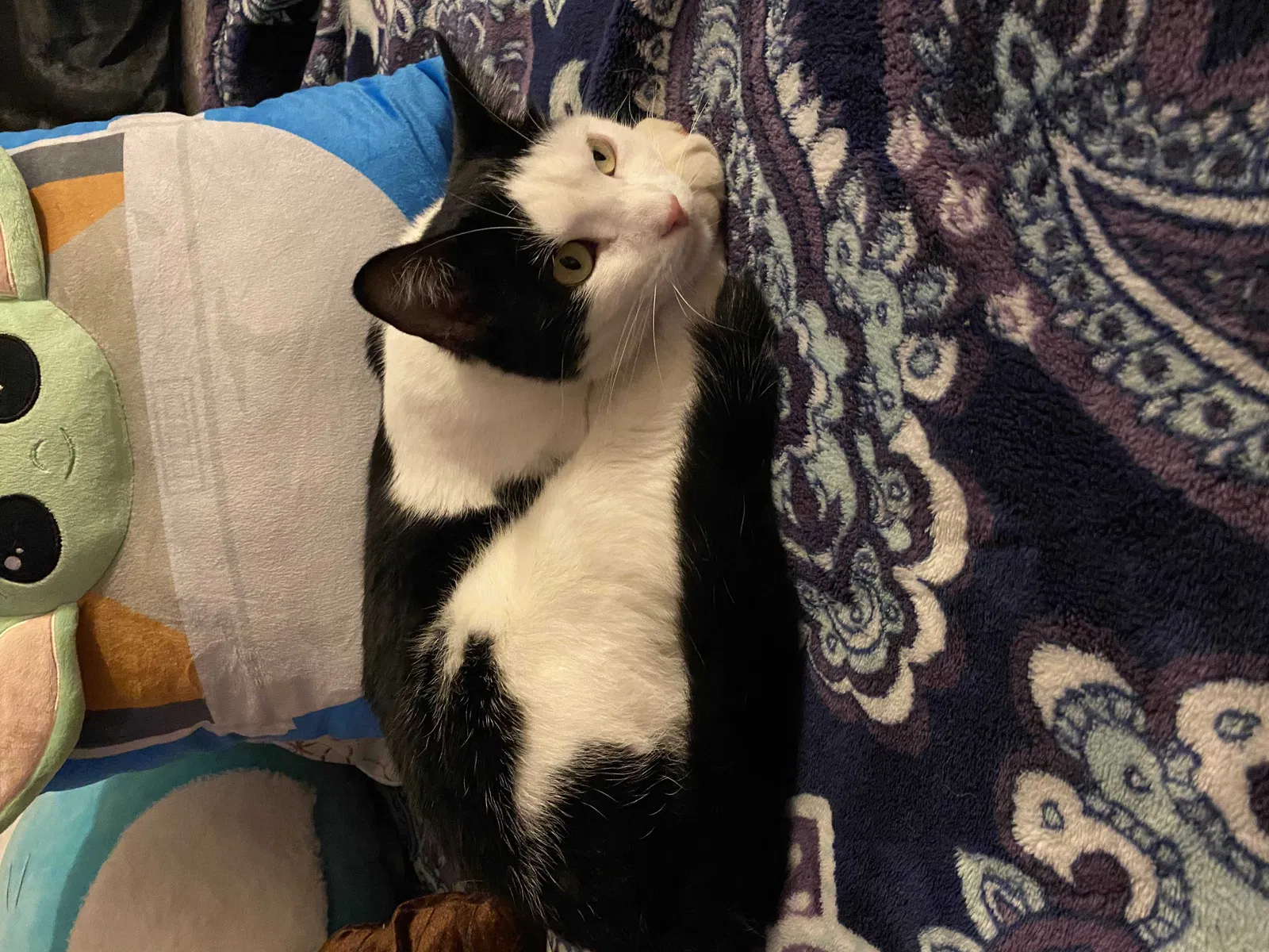 Lost cat in Clovis, CA, 93619