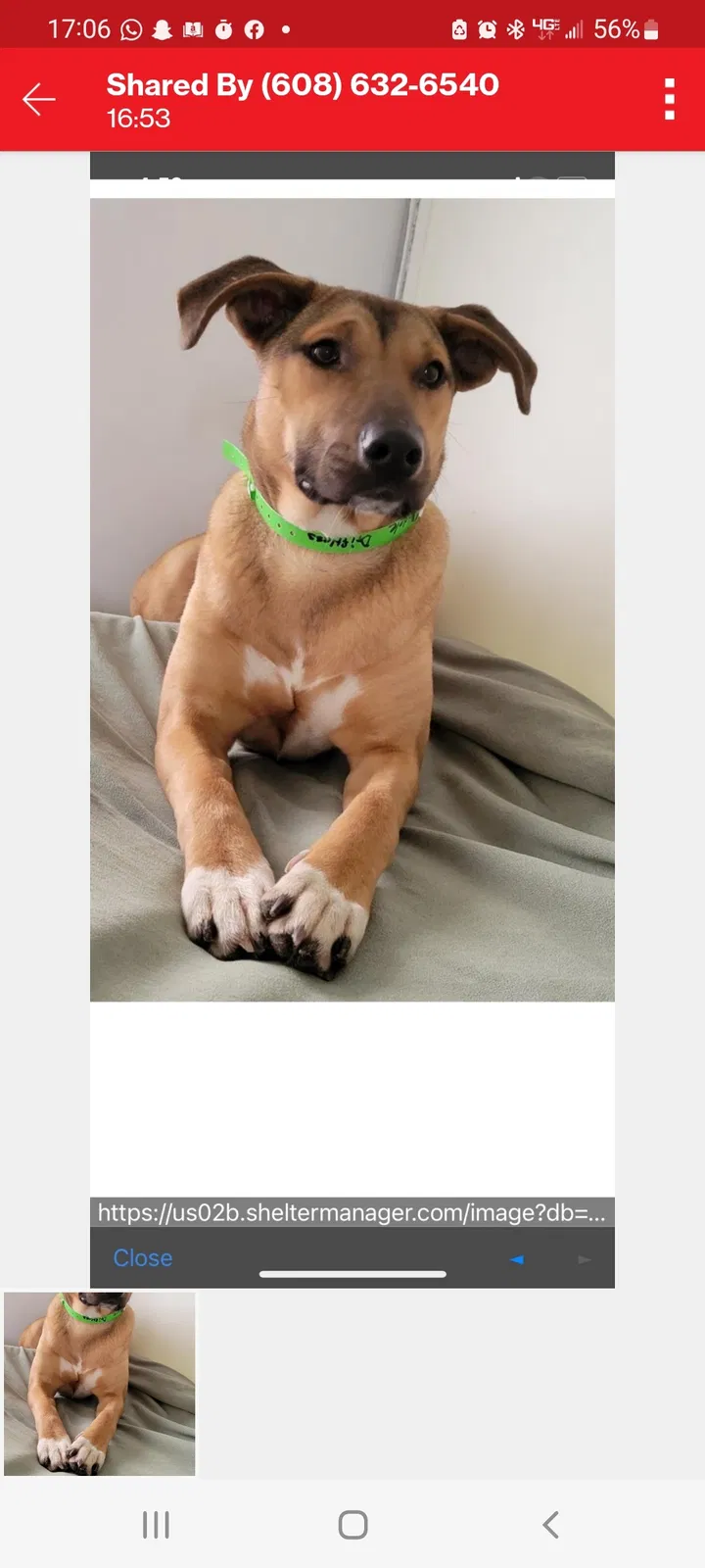 Lost dog in Winona, MN, 55987