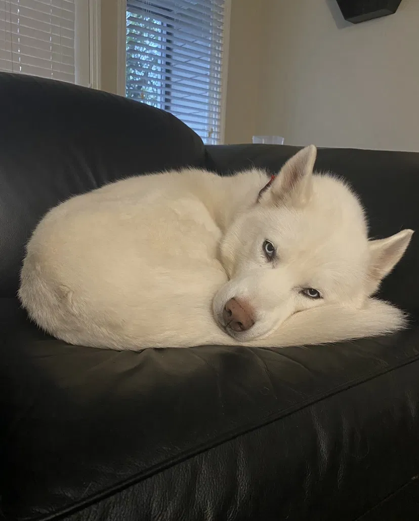Lost dog in Cartersville, GA, 30120