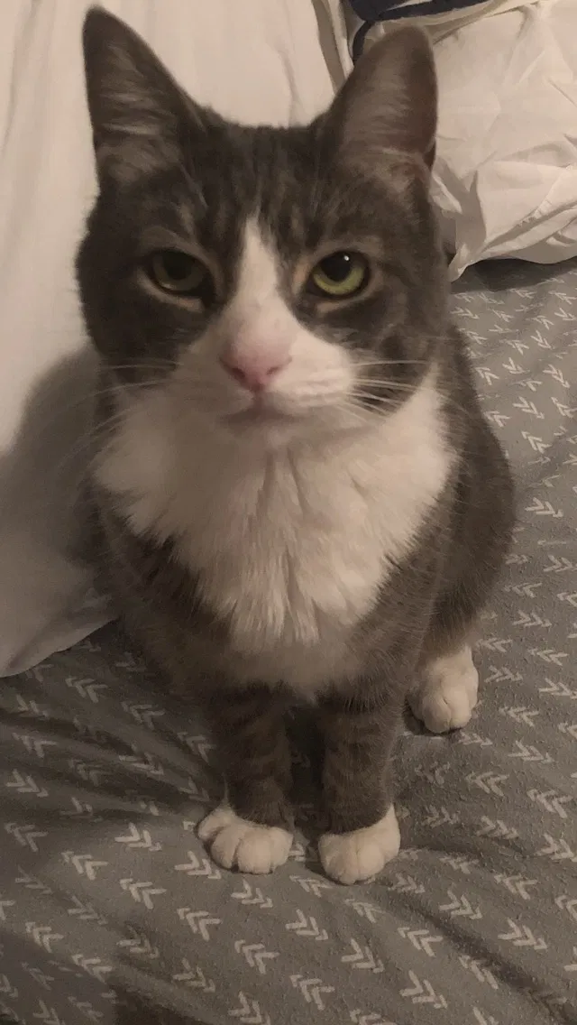 Lost cat in Elk Grove, CA, 95758