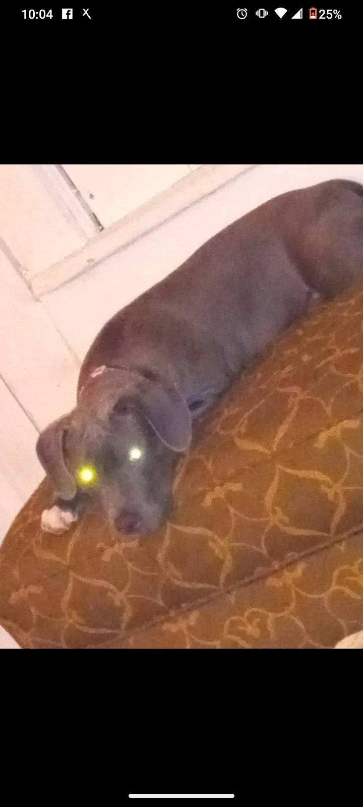 Lost dog in Jackson, MS, 39209
