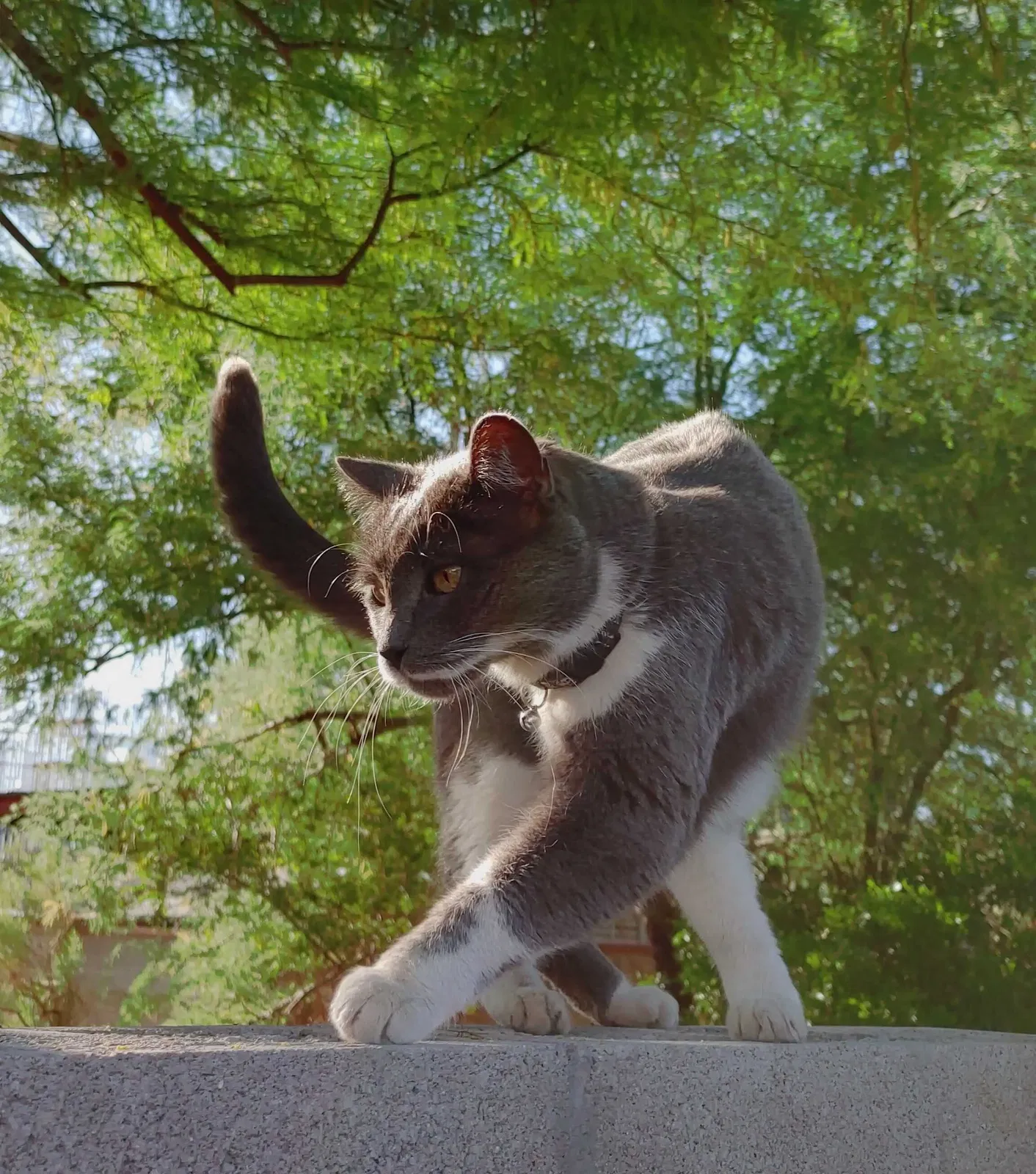 Lost cat in Tucson, AZ, 85716