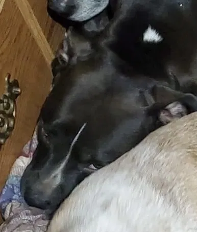 Lost dog in Oklahoma City, OK, 73139