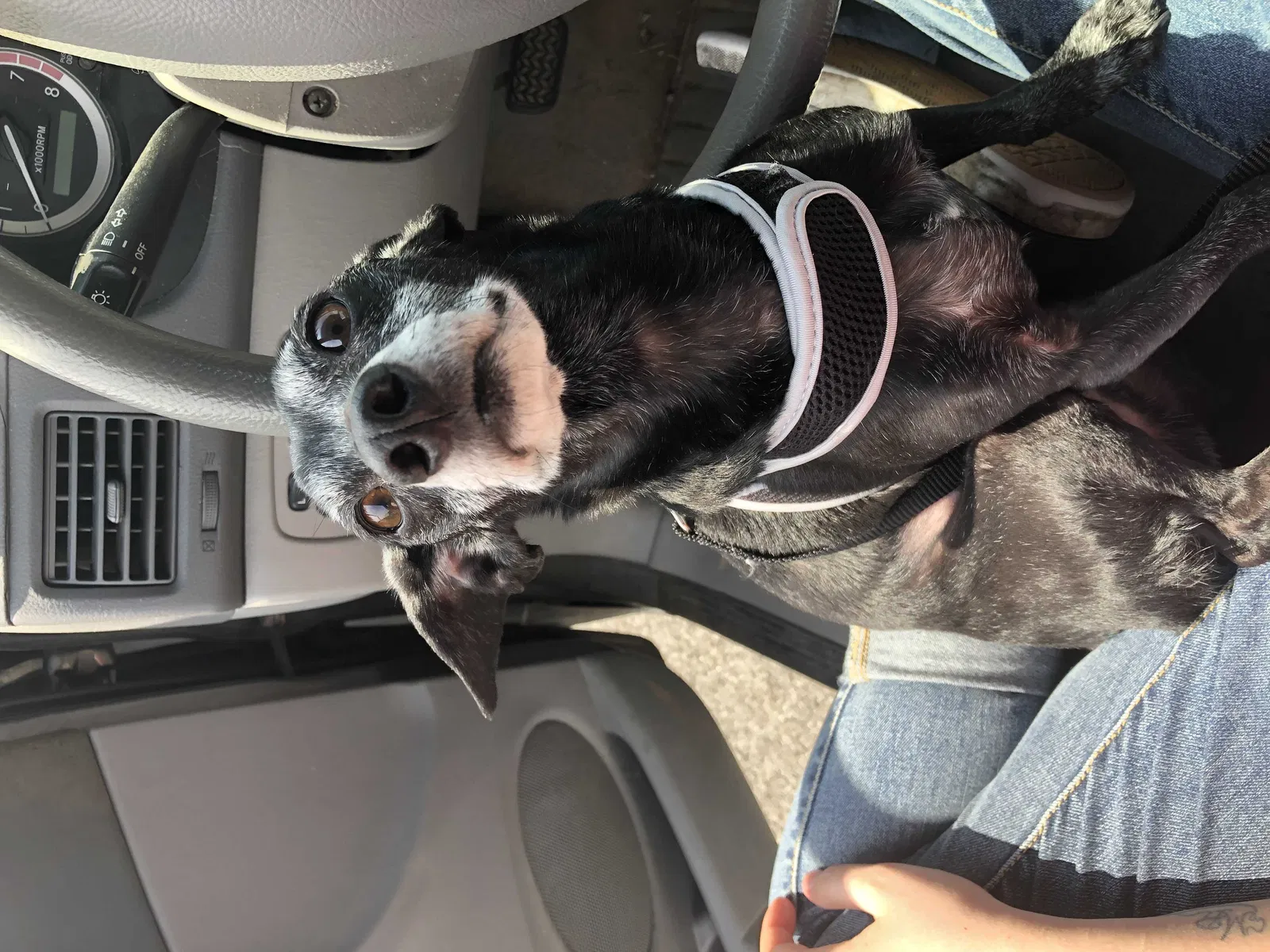 Lost dog in Knoxville, TN, 37921