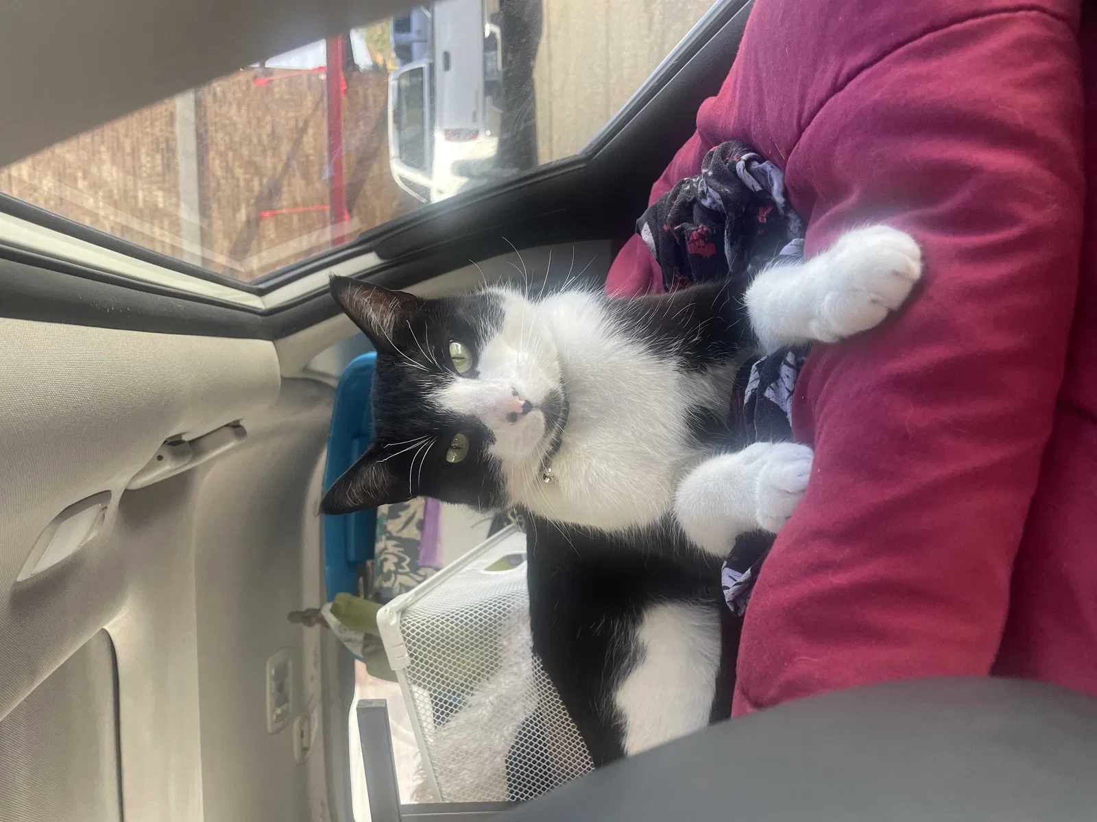 Lost cat in Denver, CO, 80216